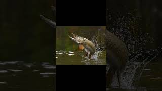 The Predatory Pike Short #fish #evolution