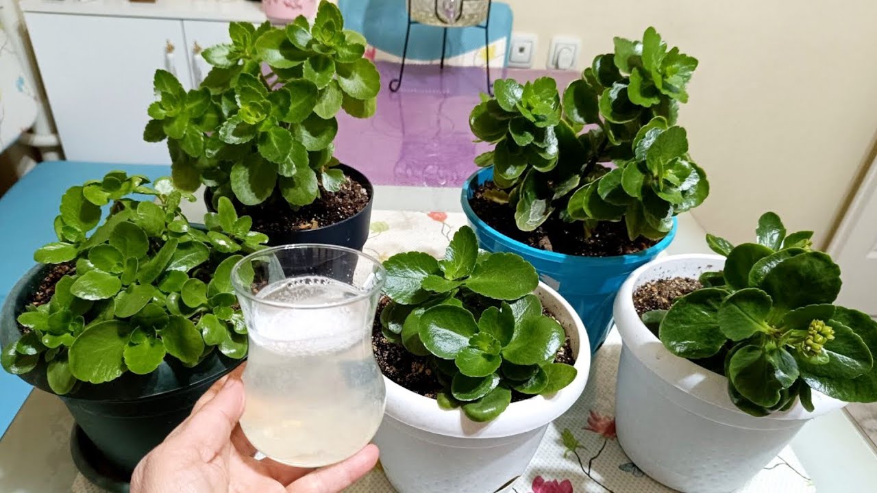 KALANŞOLAR HEMEN  ÇİÇEK AÇMAYA BAŞLADI BU KÜRE BAYILIYOR 💯 Kalanşo bakımı ❓