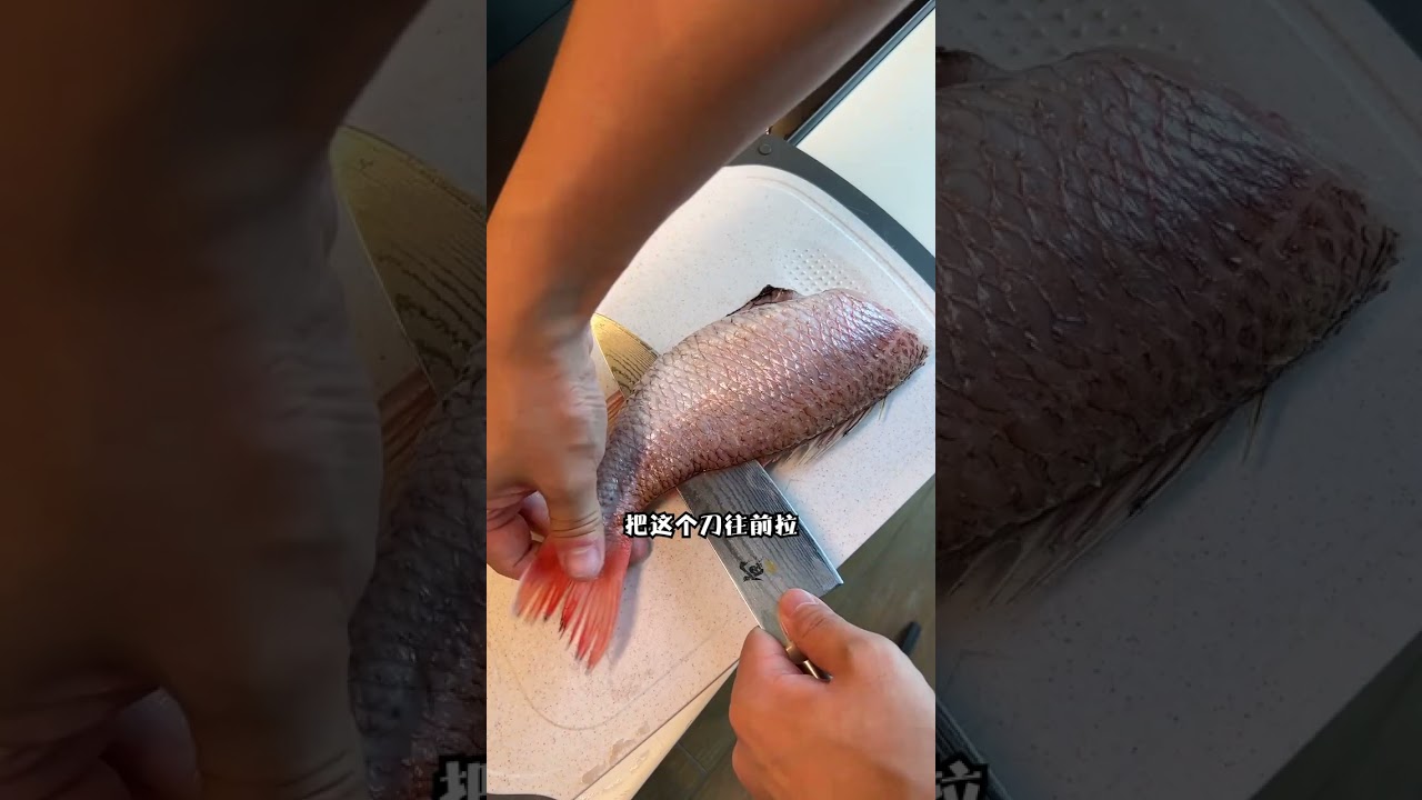 舟山隐藏中的超高级鱼！