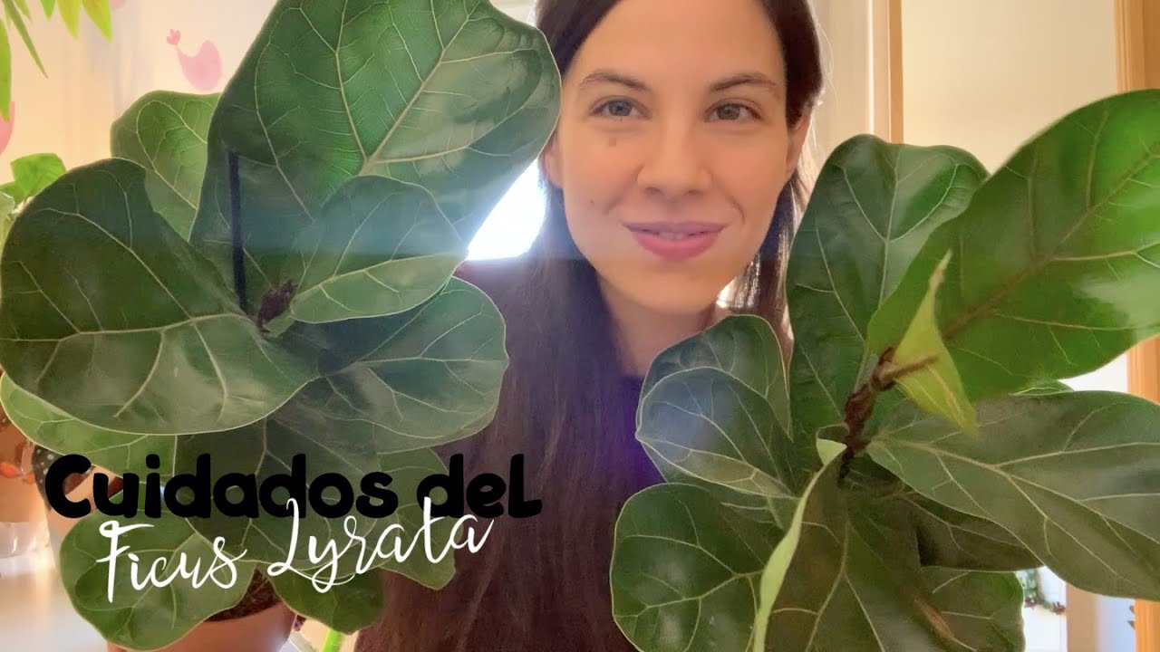 Cuidados Ficus Lyrata | Riego, iluminación y preguntas frecuentes