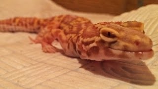 Treating Metabolic Bone Disease | Leopard Geckos
