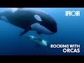 Orcas Sing Along to Guitar Tunes