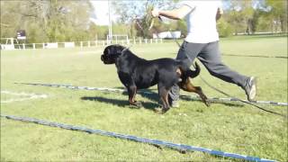 Download Lagu ALFY FLASH ROUSE - 15 MONTHS MP3