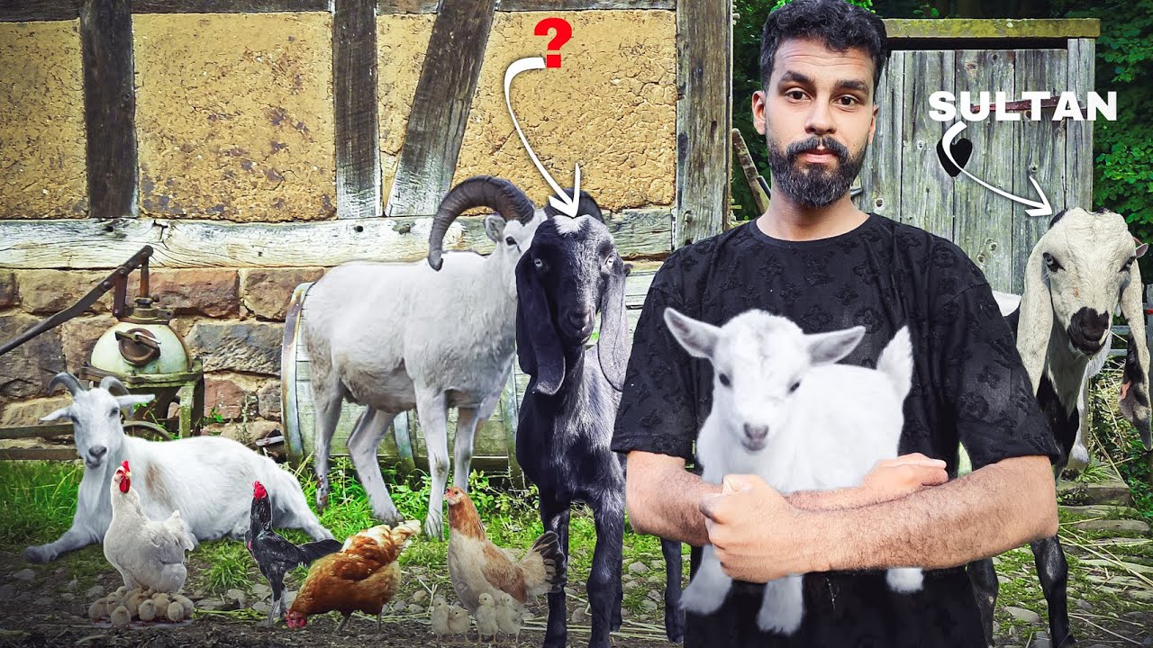Goat Babies Ke Name Rakh Diye .