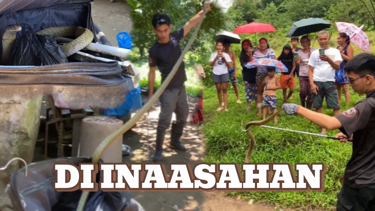 DALIAN PINUNTAHAN ANG KING COBRA NA PUMASOK SA BAHAY #cobraprince #cobrarescue