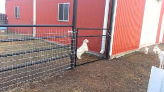 Goat Jumping A Fence