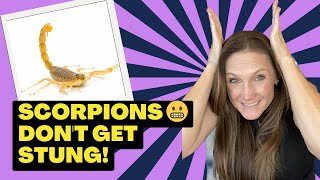 Escape the Sting: How to Avoid Scorpions When Moving to Arizona #movetoaz  #livinginaz #pestcontrol
