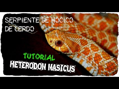 Video: ¿Qué comen los hocicos de cerdo occidentales?