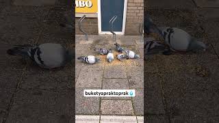 Hartelijk Dank Jumbo Kalpten Teşekkürler Jumbothank You Very Much Jumbo