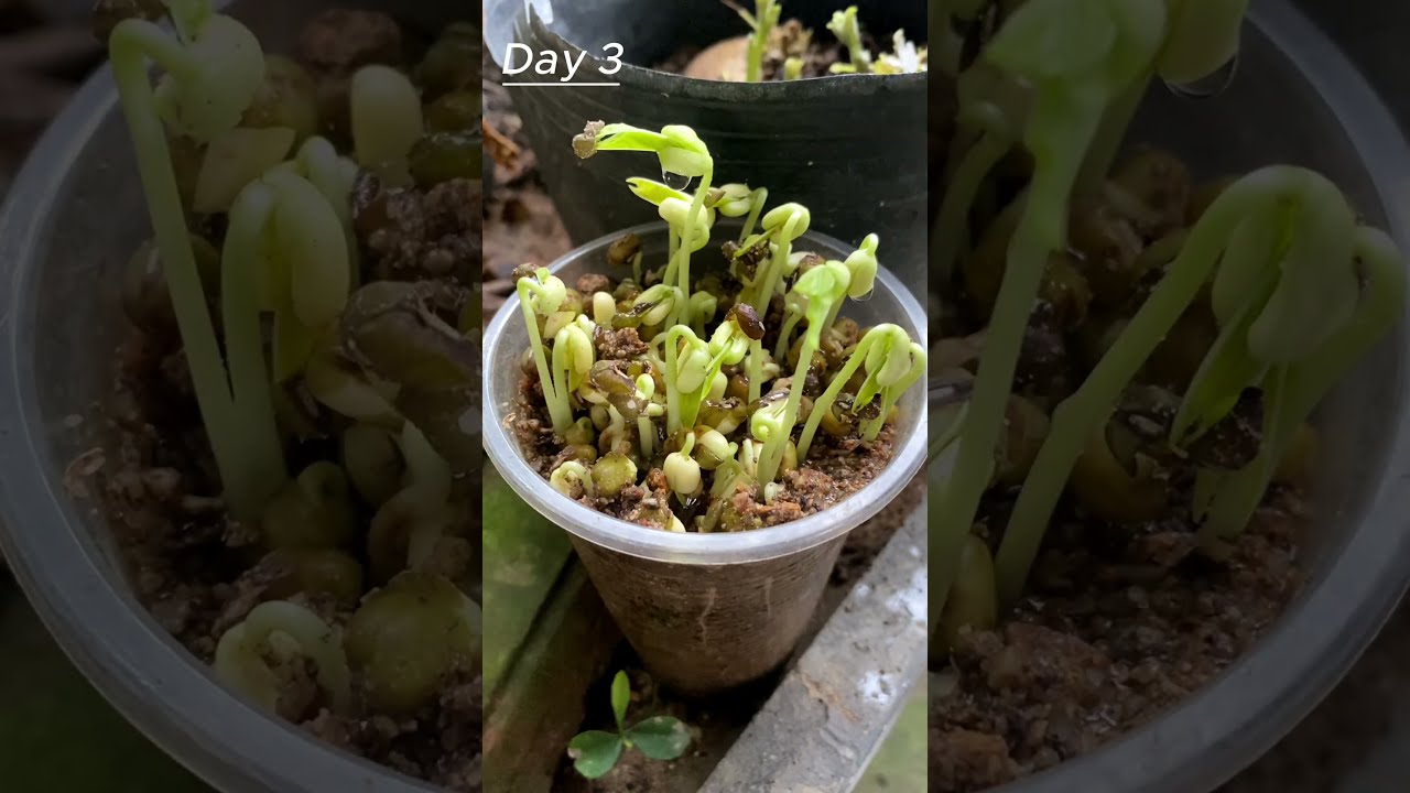 Time Lapse Of Green Bean Sprouts Shorts Timelapse