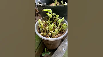Time Lapse Of Green Bean Sprouts Shorts Timelapse 