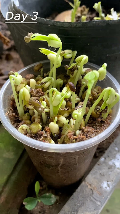 Time lapse of green bean sprouts #shorts #timelapse