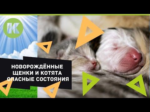 Проблемы новорожденных щенков и котят, как им помочь и обезопасить? ветеринарная клиника