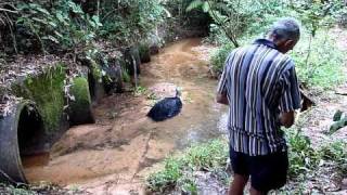 Bramston Beach Cassowary put down after being hit by car