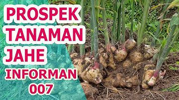 2025 TAHUN EMAS JAHE! PETANI SIAP PANEN UNTUNG BESAR