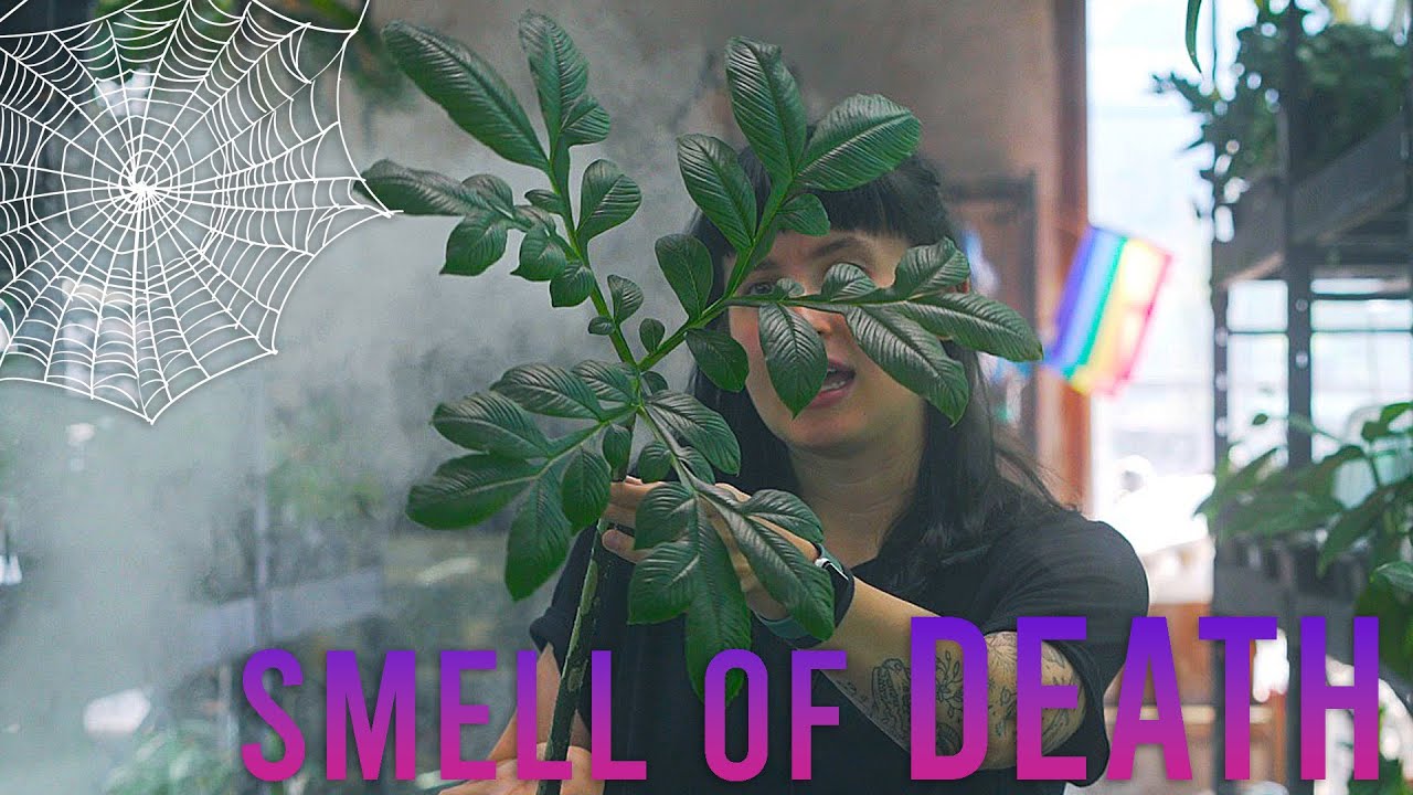 Spooky Houseplants Perfect For October