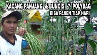 Fertilizing Long Beans and Green Beans 1 Month After Harvest to Continue to Produce Abundant Frui...