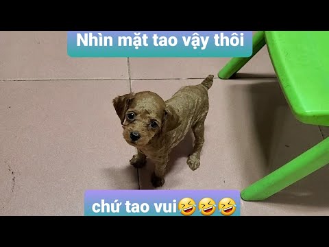 Video Để chó poodle không bị buồn sau khi cạo lông máu ? - youtube