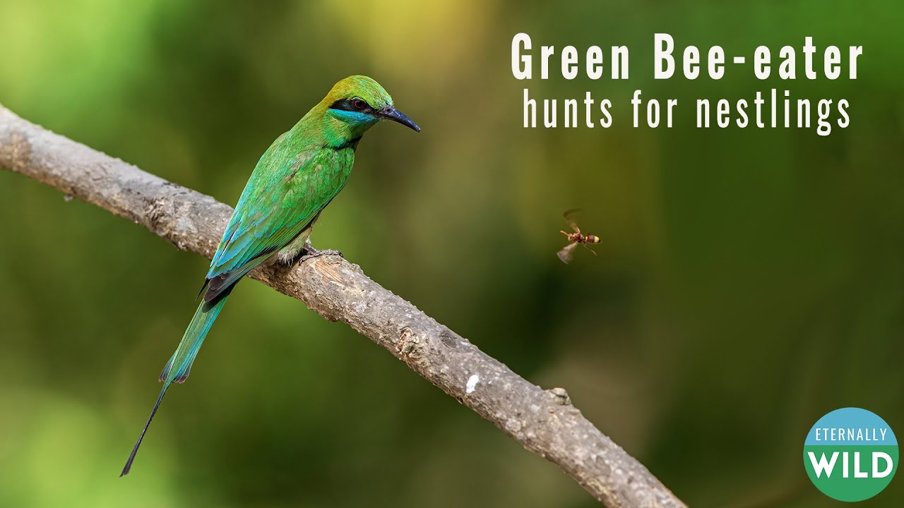 Green Bee-eater Parents Get Food for Nestlings | Merops orientalis