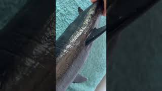 Jaws 2 Ending With Action Figures