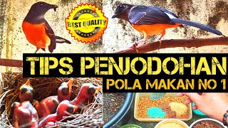 TIPS PENJODOHAN MURAI BATU‼️POLA MAKAN YANG BENAR SAAT PENJODOHAN‼️INI CARA KAMI DI PETERNAKAN‼️