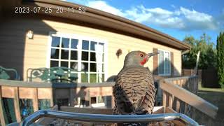 A Northern Flicker Having A Quiet Moment