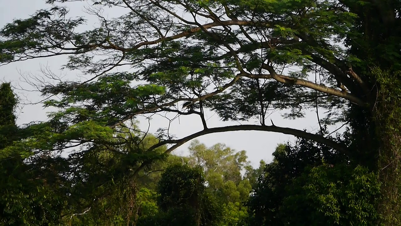 Grey-headed Fish Eagle _ Sighted along Ulu Pandan Park Connector
