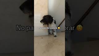 Este es Pepe el perro telefónico #shorts #shortsvideo #perros