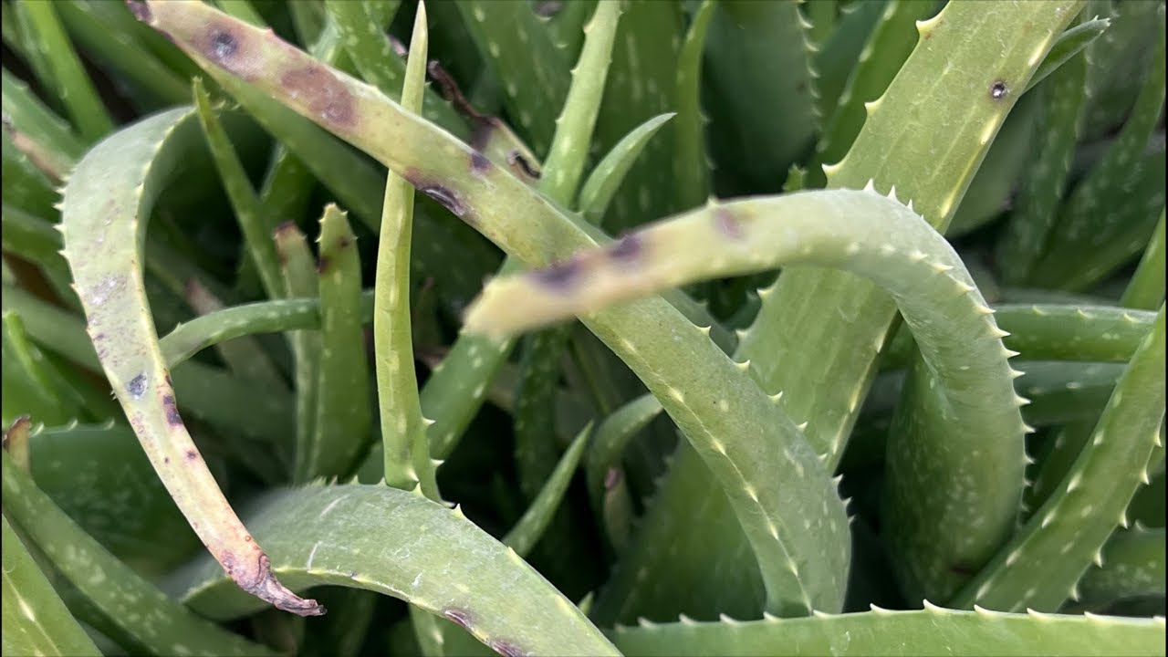 Narendra (Adventurer) is live