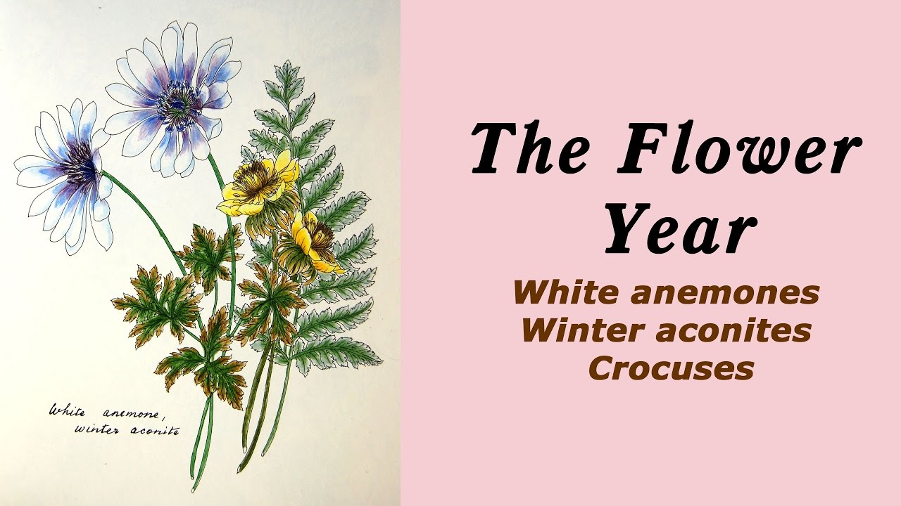 Colouring The Flower year White anemones crocuses and winter aconites Ð Ð°ÑÐºÑ€Ð°ÑÐºÐ° Ð°Ð½Ñ‚Ð¸ÑÑ‚Ñ€ÐµÑÑ