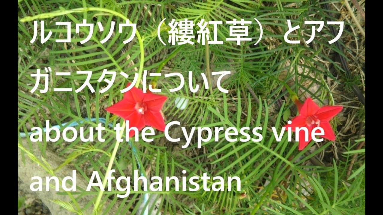 ルコウソウ 縷紅草 とアフガニスタンについて About The Cypress Vine And Afghanistan Youtube ルコウソウ 縷紅草 とアフガニスタンについて About The Cypress Vine And Afghanistan Youtube