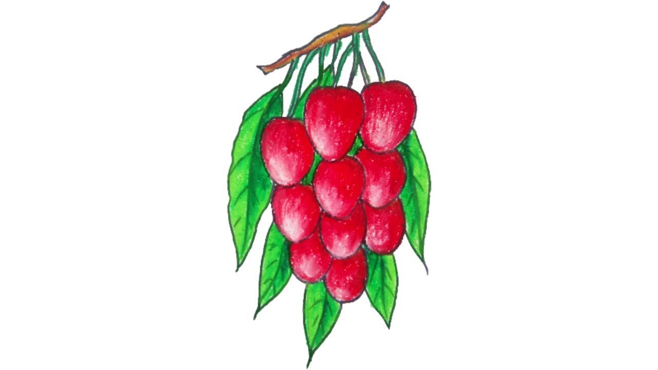 Litchi fruit drawing, Lychee. Sketch of litchi... - Stock Illustration  [49661614] - PIXTA