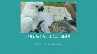 「Parrot want to touch Cat』The End