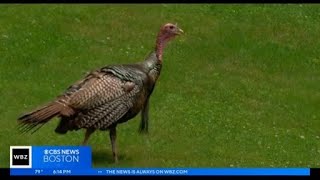 Woman attacked by turkeys in Cambridge