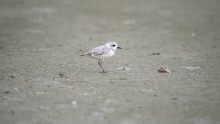 Snowy Plover in Fort Desoto State Park, Florida