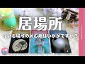 今いる場所が本当の居場所？それとも今後変化する？タロット＋オラクルカード⁂3択