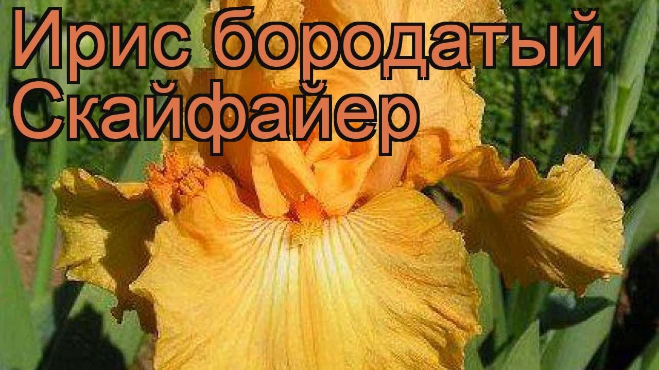 Ирис бородатый Скайфайер (iris) 🌿 ирис Скайфайер обзор: как сажать саженцы ириса Скайфайер