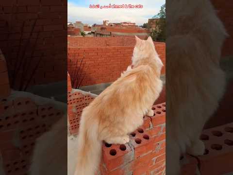 أنا و فلفل على السطح قطط كيوت قطط جميلة قطط Funny Cat Vedios Shorts Cat 