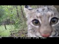 BIG BOBCAT CAUGHT ON TRAIL CAMERA #mississippi #wildlife