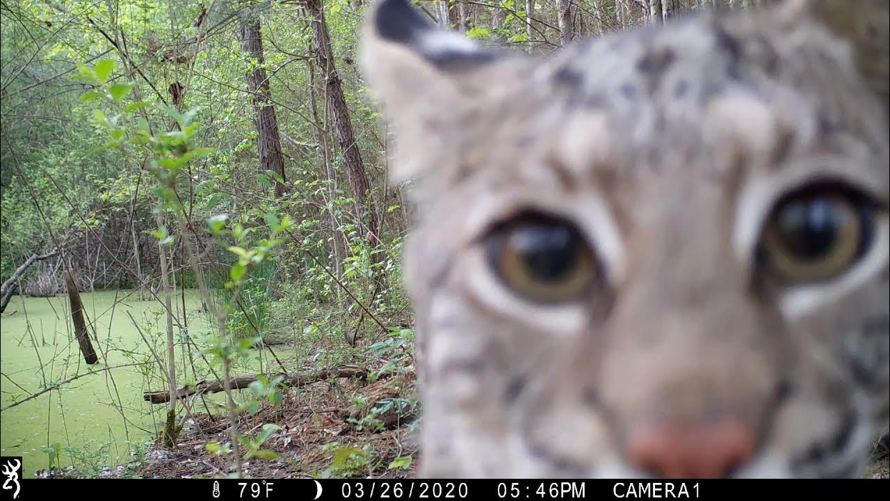 BIG BOBCAT CAUGHT ON TRAIL CAMERA mississippi wildlife YouTube