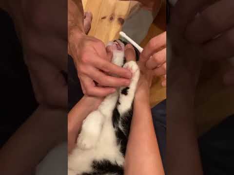 #猫＃フク＃エニシ　猫のお寺の知恩さんのマメとそっくりのフク歯ブラシをされる野巻