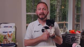 If You’re Searching for Havapoo Puppies | Havapoo Puppies for Sale in Ohio screenshot 2