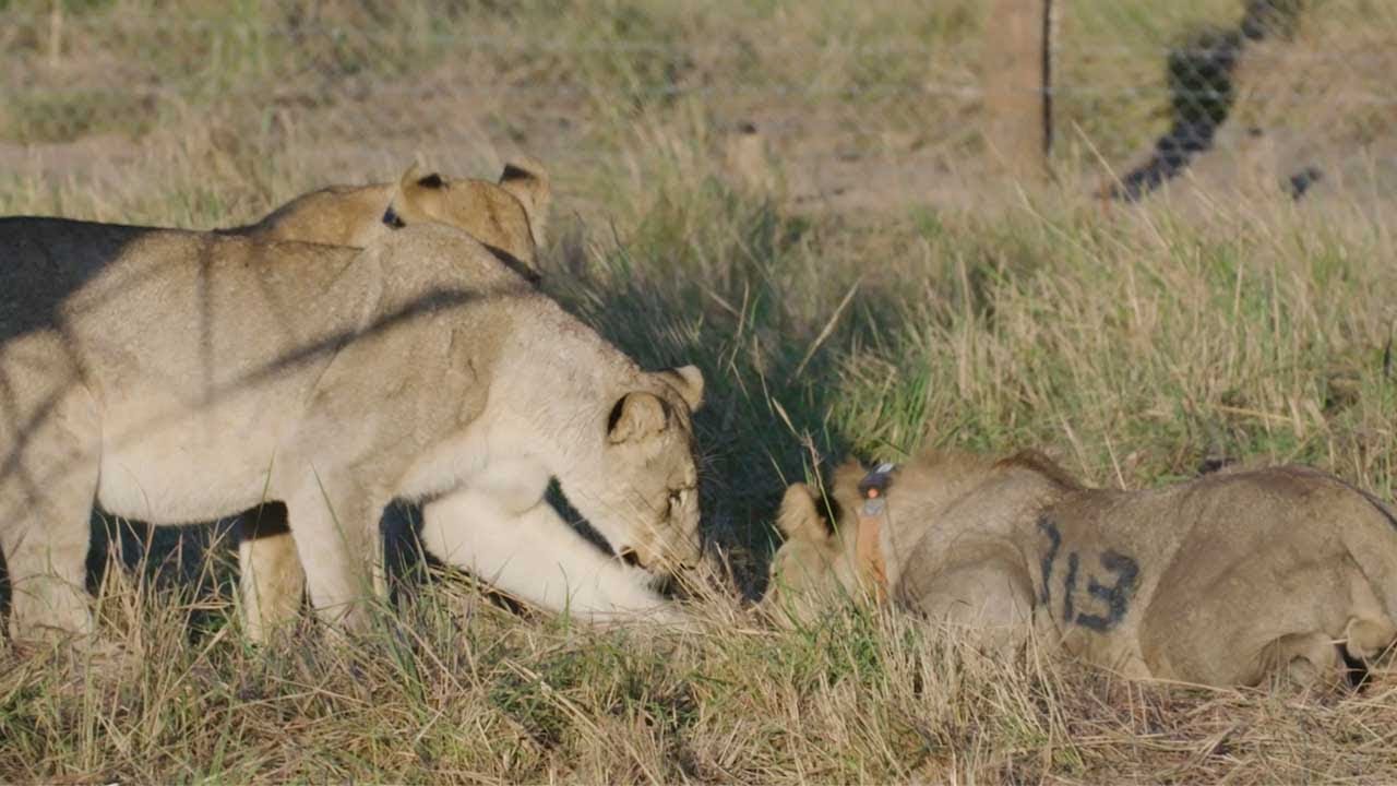 Lion Population Triples In Size Thanks To Relocation