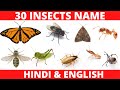 INSECTS NAME WITH PICTURES | INSECTS NAME IN HINDI AND ENGLISH WITH SPELLING AND ITS CHARACTERISTICS