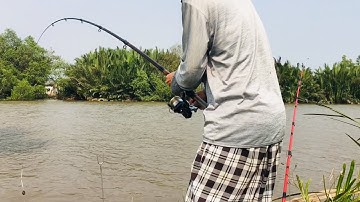 Quay lại điểm câu củ đụng toàn cá ngát Bự