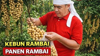 Download Lagu MENELUSURI DITENGAH HUTAN KEBUN RAMBAI | SANGAT SEHAT DAN HAPPY!!!  MP3