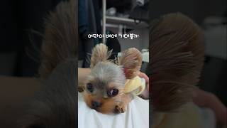 졸린걸 어떡해 #강아지 #강아지브이로그 #puppy #반려견 #애견영상 #요크셔테리어 #요키