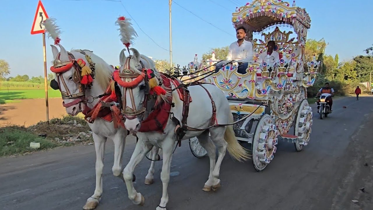 Horse baggi | horse cart | घोडा बग्गी | घोडागाडी | #horse | pashu premi