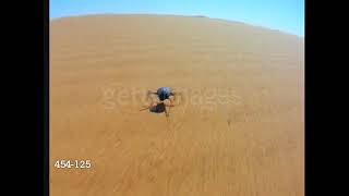 Baby Einstein Stock Footage - Beetle Running 2