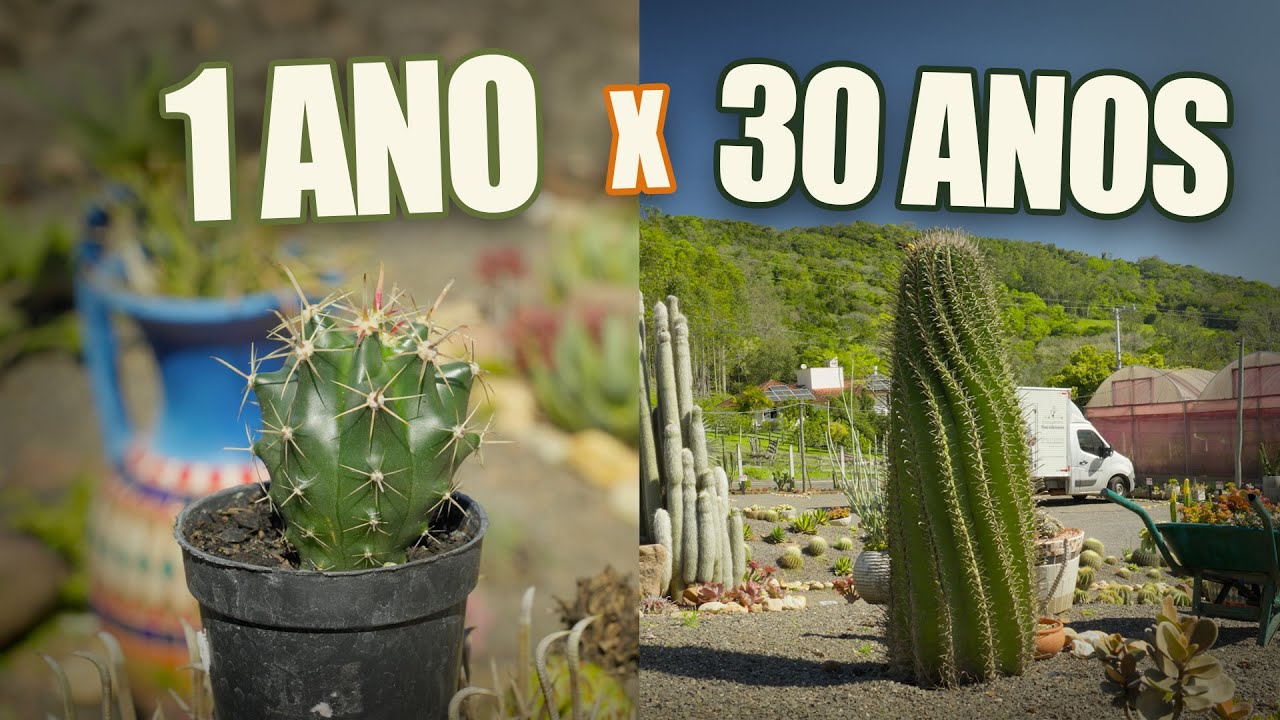 070 | 1 ano x 30 anos